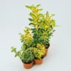 Euonymus Mix 13cm 1 Euonymus Mix 13cm -GreenScape Sales Store 12940251 8034941780449673