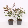 Photinia X Fraseri Red Robin 17cm -GreenScape Sales Store 12940263 5695033080623549