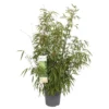 Bamboo Fargesia Rufa 23cm