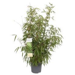 Bamboo Fargesia Rufa 23cm