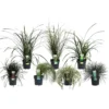 Grass Mix 14cm -GreenScape Sales Store 12940278 1445033080698114
