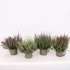 None Calluna Garden Girls Mix 13cm 5 None Calluna Garden Girls Mix 13cm -GreenScape Sales Store 12940349 2124991511819975