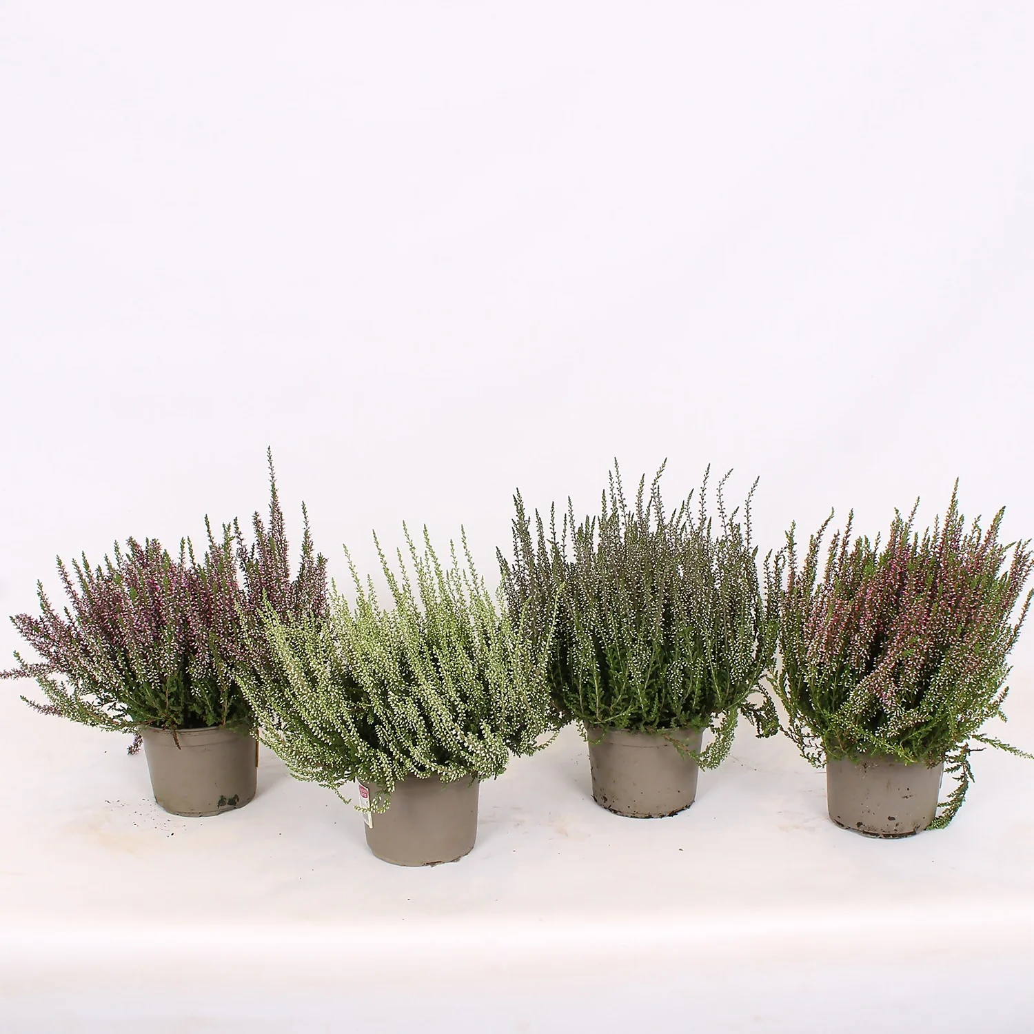 None Calluna Garden Girls Mix 13cm 4 None Calluna Garden Girls Mix 13cm - Image 2