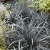 None Ophiopogon Nigrescens 14cm -GreenScape Sales Store 12940351 4524865626162053