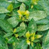 Aucuba Japonica Variegata 19cm 2 Aucuba Japonica Variegata 19cm -GreenScape Sales Store 12940355 1194865626175211