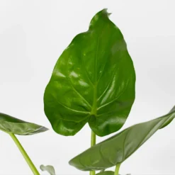 Alocasia - 17cm -GreenScape Sales Store 12940424 1065054817303831
