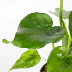 Alocasia - 17cm -GreenScape Sales Store 12940424 1095054817344619