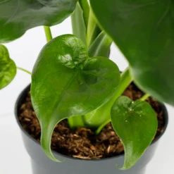 Alocasia - 17cm -GreenScape Sales Store 12940424 7485054817396609