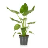 Alocasia - 17cm -GreenScape Sales Store 12940424 8355054817264129