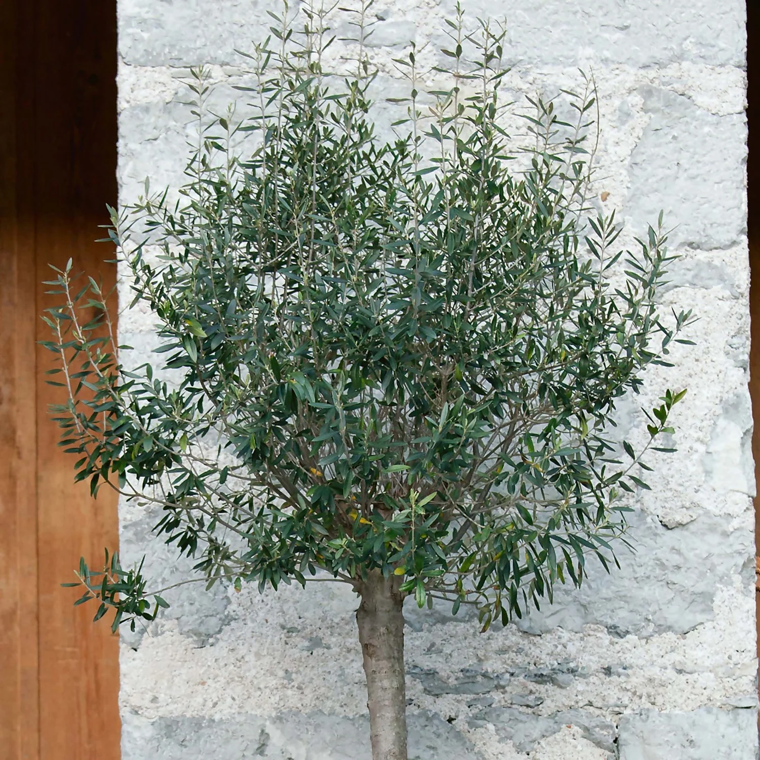 Olive Tree 18cm Mini Standard 3 Olive Tree 18cm Mini Standard