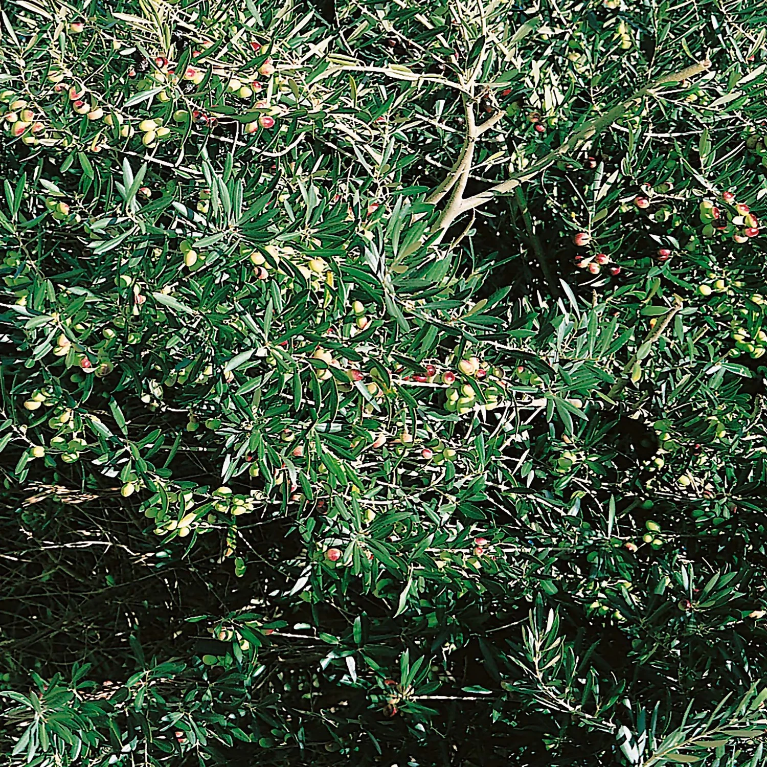 Olive Tree 24cm Half Standard 3 Olive Tree 24cm Half Standard