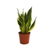 None Snake Plant Pot Size 12cm -GreenScape Sales Store 12940491 1385053505749572
