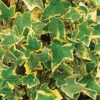 Hedera Helix Mix Ivy 13cm 2 Hedera Helix Mix Ivy 13cm -GreenScape Sales Store 12940548 2424893286977570