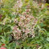 Nandina Mix Heavenly Bamboo 17cm -GreenScape Sales Store 12940584 1264893277381194