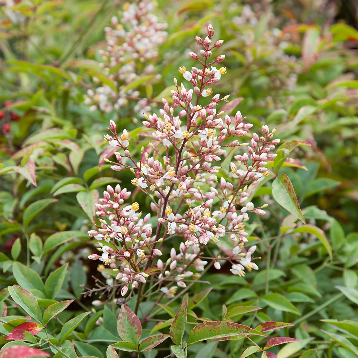 Nandina Mix Heavenly Bamboo 17cm 3 Nandina Mix Heavenly Bamboo 17cm