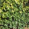 Pittosporum Tenuifolium Mix 19cm 1 Pittosporum Tenuifolium Mix 19cm -GreenScape Sales Store 12940593 1384893277413393