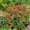 Leucothoe Mix 17cm -GreenScape Sales Store 12940738 1034893277447725