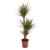 None Dracaena Marginata Mix (Dragon Tree) 60 -30 -15 - Pot Size 21cm -GreenScape Sales Store 12955981 1414930929154395