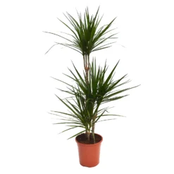 None Dracaena Marginata Mix (Dragon Tree) 60 -30 -15 - Pot Size 21cm -GreenScape Sales Store 12955981 1434930929237075