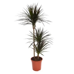 None Dracaena Marginata Mix (Dragon Tree) 60 -30 -15 - Pot Size 21cm -GreenScape Sales Store 12955981 9554930929272688