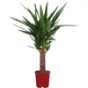 None Yucca - 14cm -GreenScape Sales Store 12960911 1764918763797605