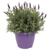Lavandula Stoechas In Purple Bowl -GreenScape Sales Store 12961010 1255031760941987
