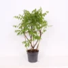 Wisteria Frutescens Amethyst Falls 19cm Trellis -GreenScape Sales Store 12966436 1735047258973235