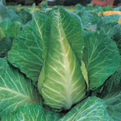Mr. Fothergill's Cabbage Filderkraut Seeds -GreenScape Sales Store 12967174 6395004224533812