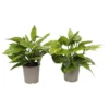 Aucuba Japonica Variegata 13cm -GreenScape Sales Store 12967785 9244968977009196
