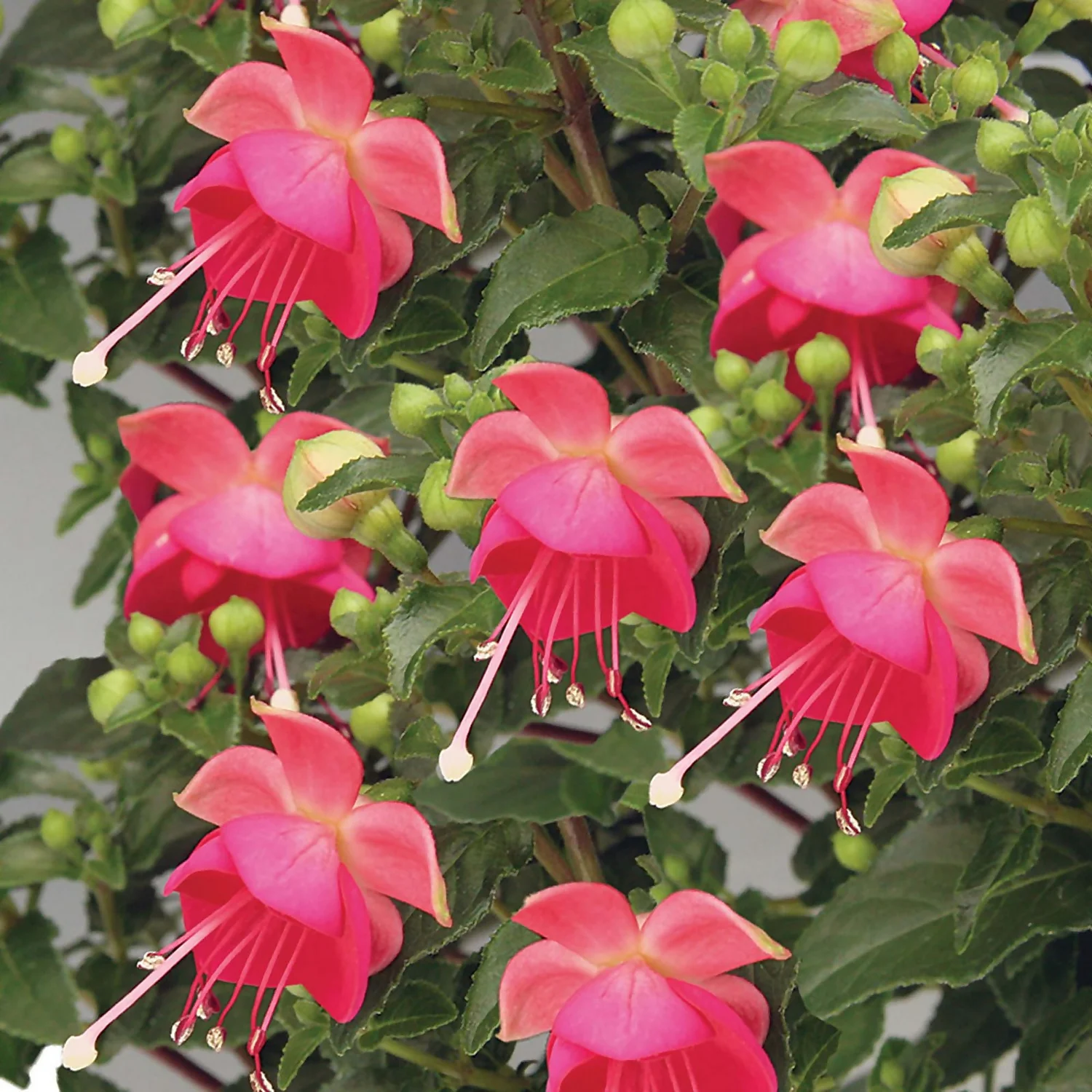 Fuchsia Bush Mix 1L 3 Fuchsia Bush Mix 1L