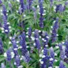 Salvia Fairy Queen 13Cm -GreenScape Sales Store 12967796 3954854966296733