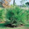 Chamaerops Humilis (Dwarf Fan Palm) 22cm -GreenScape Sales Store 12967798 1584854910000359