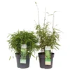 Bamboo Fargesia Rufa 3L -GreenScape Sales Store 12967848 1764968980458371