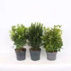 Euonymus Mix (Exclusive) 23cm 2 Euonymus Mix (Exclusive) 23cm -GreenScape Sales Store 12967852 2805033080700397