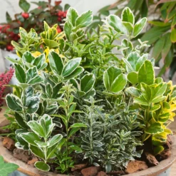 Euonymus Mix (Exclusive) 23cm -GreenScape Sales Store 12967852 8834854721655556