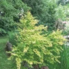 Acer Palmatum Mix 15L -GreenScape Sales Store 13027046 1914933782180375