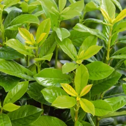 Photinia X Fraseri Little Red Robin 10L 6 Photinia X Fraseri Little Red Robin 10L -GreenScape Sales Store 13027050 1074933782480981