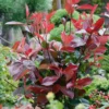 Photinia X Fraseri Little Red Robin 10L -GreenScape Sales Store 13027050 1284933782445596