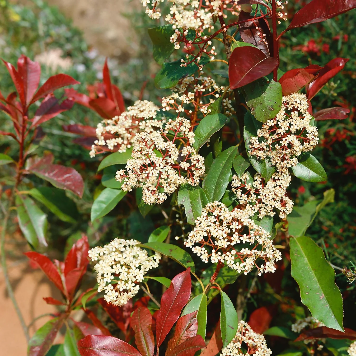 Photinia X Fraseri Little Red Robin 10L 5 Photinia X Fraseri Little Red Robin 10L - Image 3