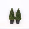 Buxus (Box) 21cm Pyramid 40-50cm 2 Buxus (Box) 21cm Pyramid 40-50cm -GreenScape Sales Store 13027054 1895047259028534