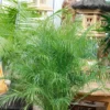 Phoenix Canariensis 28L -GreenScape Sales Store 13029131 4924865626686399