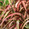 Phormium Tenax - 24cm -GreenScape Sales Store 13097086 4504898764687242