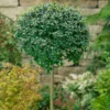 Ligustrum Ionandrum Delavayanum 18L Half Standard -GreenScape Sales Store 13118183 1664865626529295