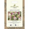 Country Living Aquilegia Petticoat Pink Seeds -GreenScape Sales Store 13118193 2624888657970847