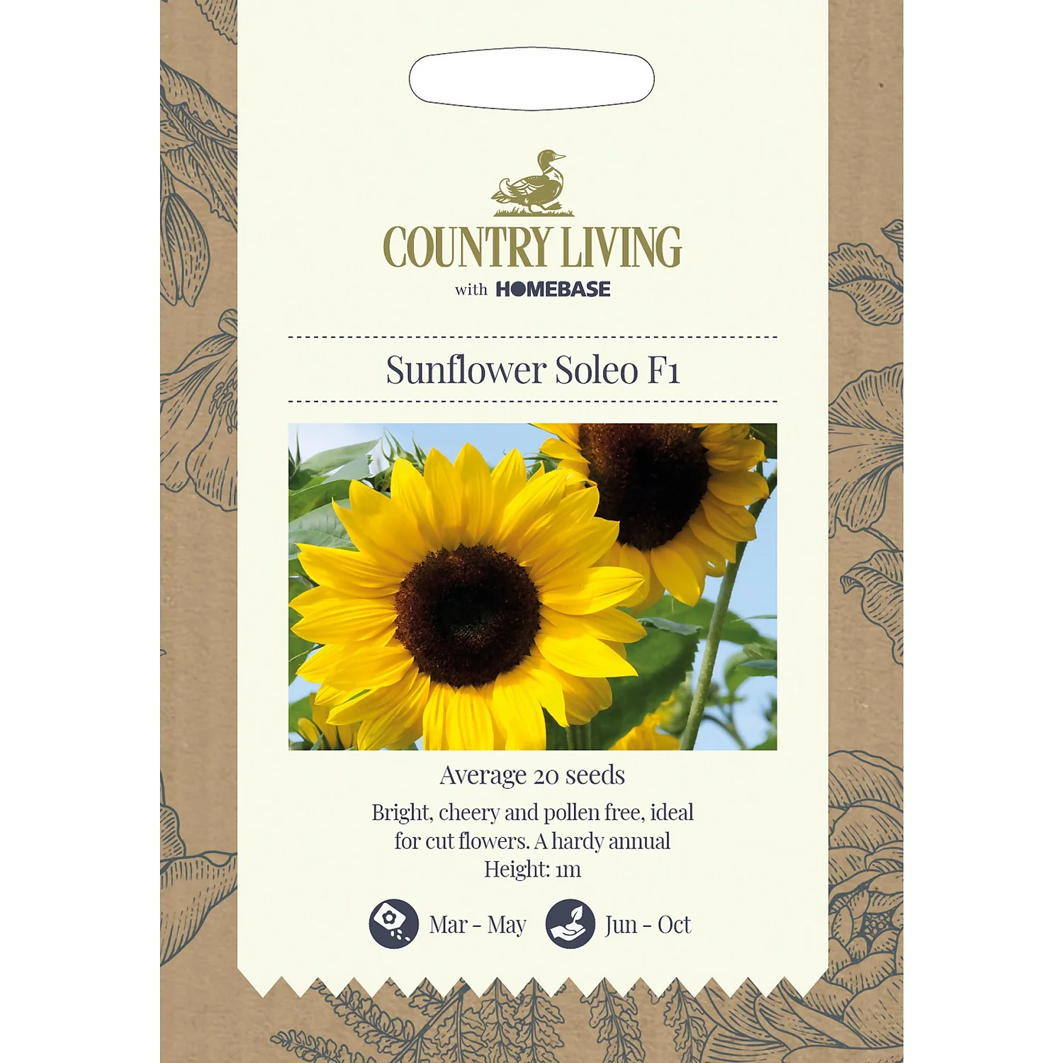 Country Living Sunflower Soleo F1 Seeds 3 Country Living Sunflower Soleo F1 Seeds