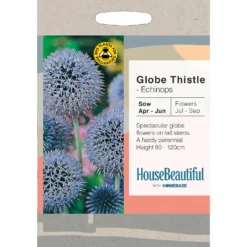 House Beautiful Echinops Globe Thistle Seeds
