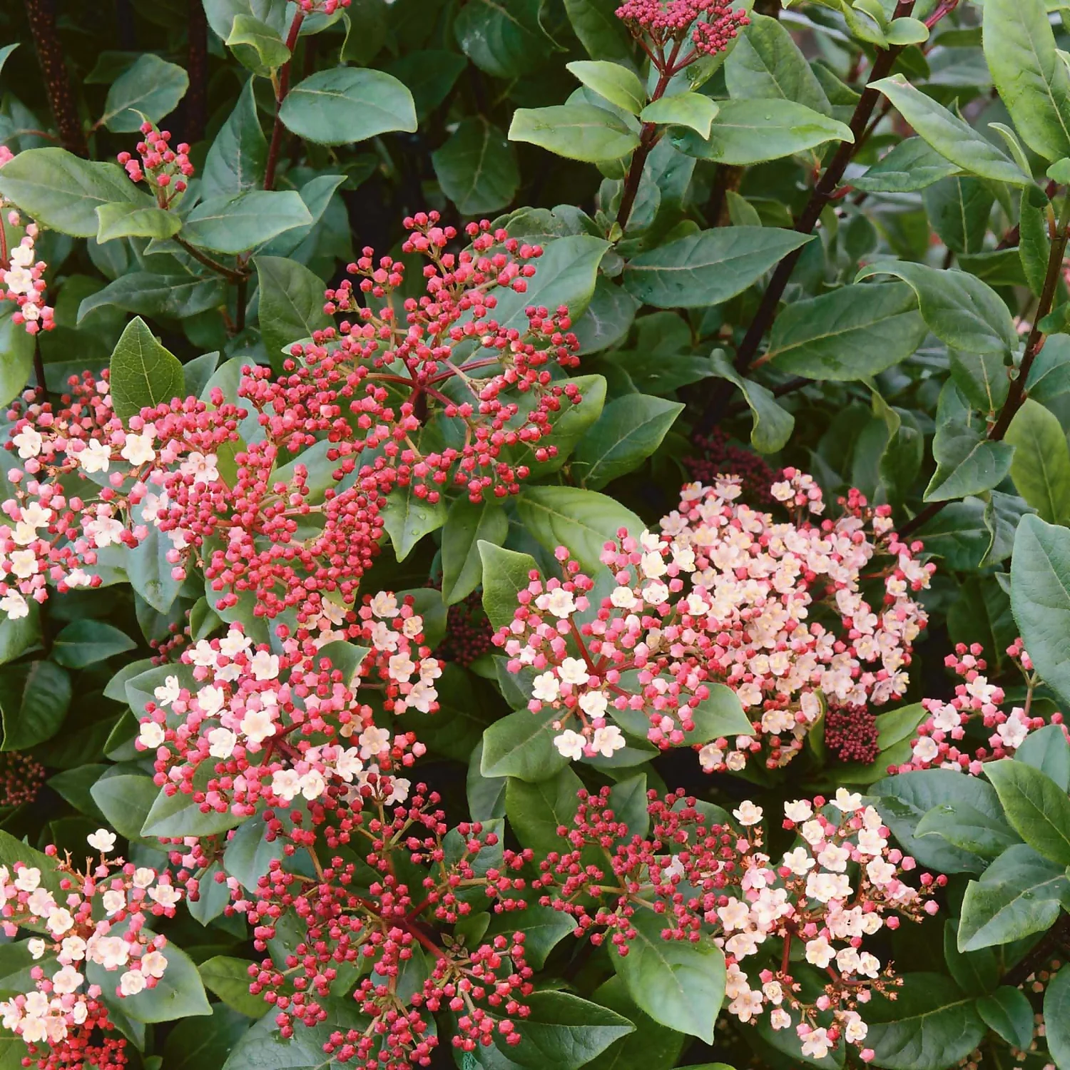 Viburnum Tinus Mix 10L 3 Viburnum Tinus Mix 10L