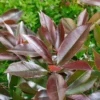 Photinia X Fraseri Red Robin 18L -GreenScape Sales Store 13118516 1124865626703808