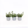 Herb 14cm Mint Garden