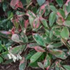 None Photinia X Fraseri Pink Louise 2 None Photinia X Fraseri Pink Louise -GreenScape Sales Store 13133358 2454941778868148